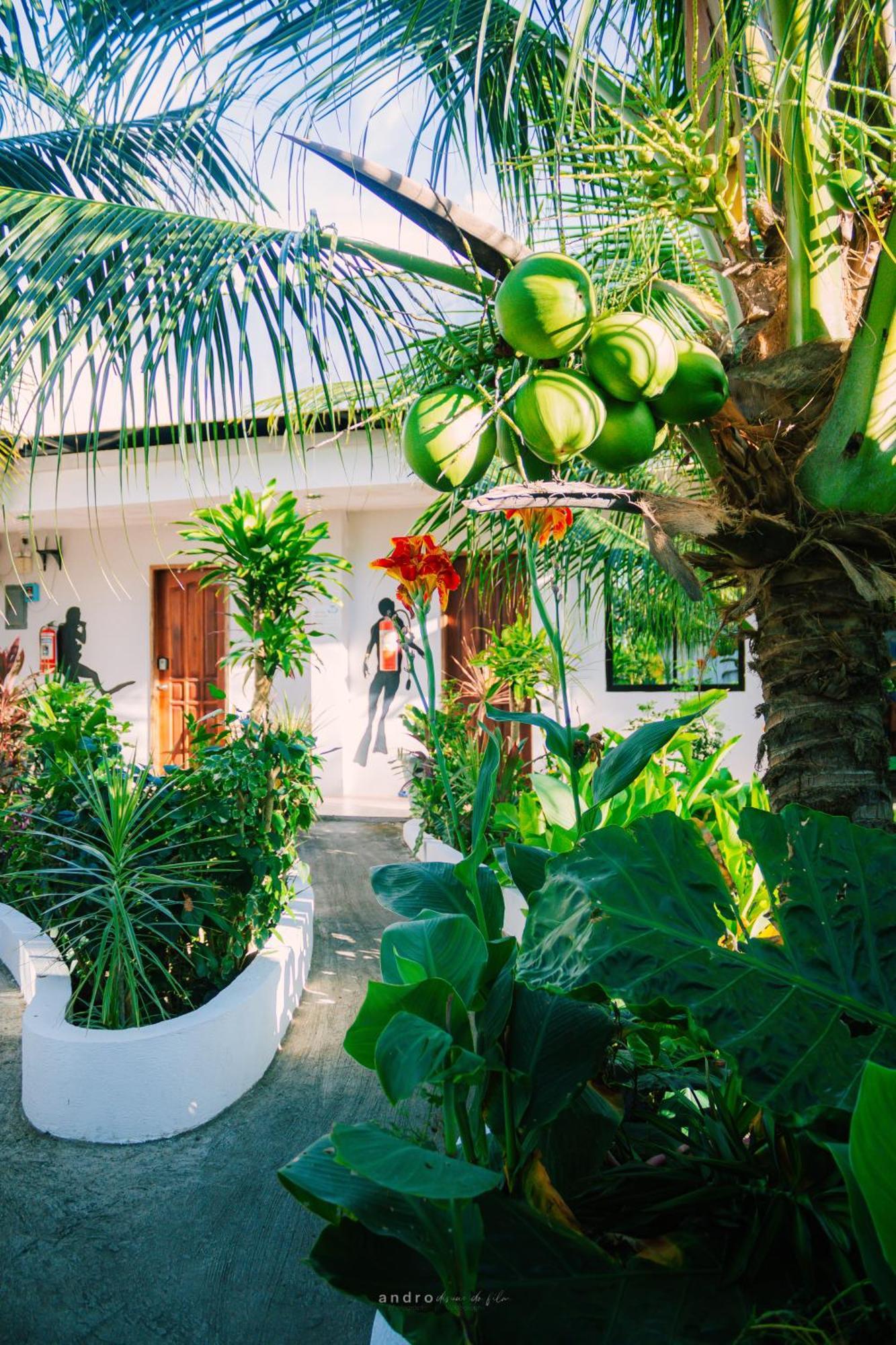 Ananas Guesthouse 莫阿尔博阿 外观 照片
